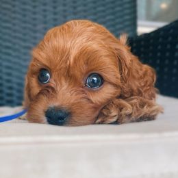 Destin - Red male Cavapoo puppy in Van Alstyne, Texas from Home Grown Puppies