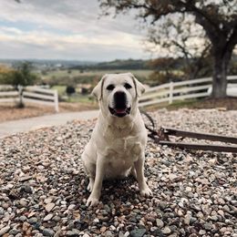 Khaleesi - Labrador Retriever