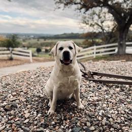 Khaleesi - Labrador Retriever