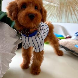GEORGIE - Red male Maltipoo puppy in Sugar Land, Texas from Celebrity Maltipoos