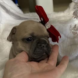 Love - Blue fawn female French Bulldog puppy in Peru, Indiana from Angie's Little Bostons And Frenchies