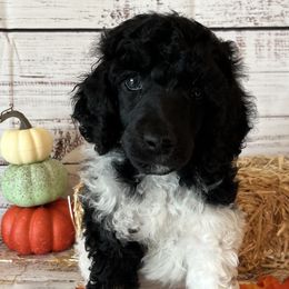 Forrest - Parti Poodle puppy in Riverside, California from Preston's Poodles N Doodles
