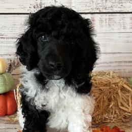 Forrest - Parti Poodle puppy in Riverside, California from Preston's Poodles N Doodles