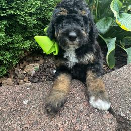 Green collar bern - Tri-color male Bernedoodle puppy in Mc Henry, Maryland from TLC by the Lake Standard Poodle and Doodles