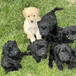 Australian Labradoodle Puppies from Tiny Treasures Australian Labradoodles