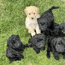 Australian Labradoodle Puppies from Tiny Treasures Australian Labradoodles