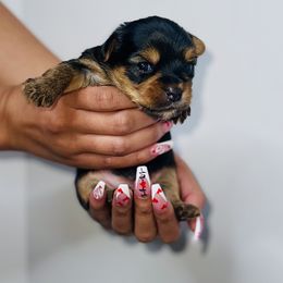 Yorkshire Terrier Puppies from A yorkie palace