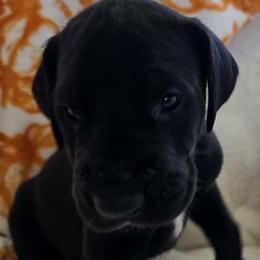 Hershey - Black male Great Dane puppy in Albany, Oregon from Red Cloud Australian Shepherds and DeGray Great Danes & Bulldogs