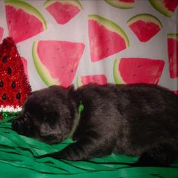 Green collar - Black male Labrador Retriever puppy in Holyoke, Massachusetts from Urban Oak Labradors LLC