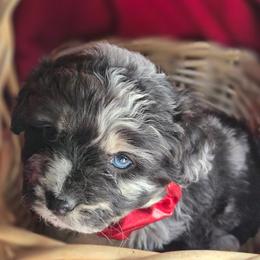 Boy 2 - Black and tan male Corgipoo puppy in Junction, Utah from Sugar Doodles