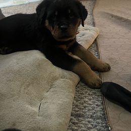 Rottweiler Puppies from CG Rottweilers