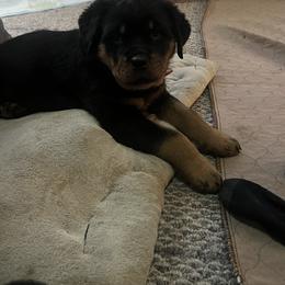 Rottweiler Puppies from CG Rottweilers