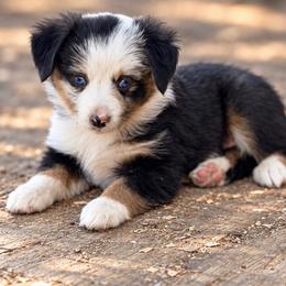Laikyn - Blue merle female Miniature American Shepherd puppy in Sanger, California from Flying M Cactus Ranch Buddies