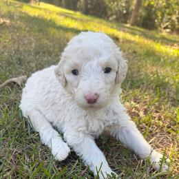 Purple - White female Sheepadoodle puppy in Fayette, Alabama from Luxapallila Sheepadoodles