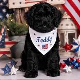 Teddy - Black male Goldendoodle puppy in Aurora, Illinois from Chicago Goldendoodles