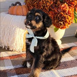 Forrest - Phantom male Bernedoodle puppy in Russell Springs, Kentucky from 270 Doodles