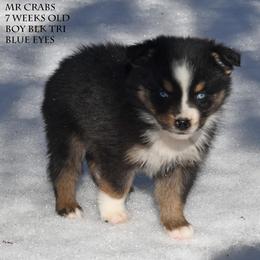 Mr Crabs - Black tri male Miniature Australian Shepherd puppy in Patterson, North Carolina from DreamLine Aussies
