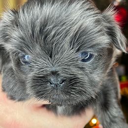 Girl 1 - Blue Shih Tzu puppy in Desoto, Texas from Willow’s Wonderful Shih Tzu