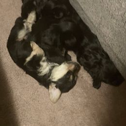Double Doodle and Yorkipoo Puppies from Bella Dreamss LLC