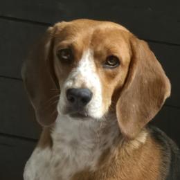 Leia - Beagle