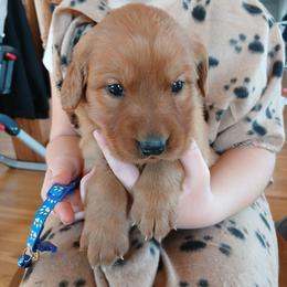 Blue - Dark golden male Golden Retriever puppy in Lanesboro, Minnesota from Eagle Ridge Golden Retrievers