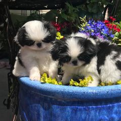 Japanese Chins from O’Cuana Japanese Chin