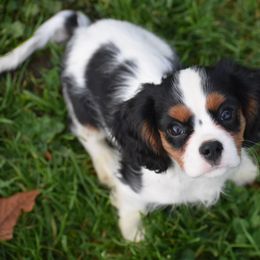 Cavalier King Charles Spaniel Puppies from Grifscamp Cavaliers