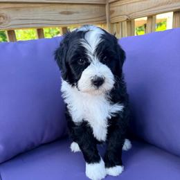 Rudy - Black and white male Bernedoodle puppy in Grand Blanc, Michigan from Halsey Poodles and Doodles