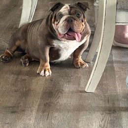 Synn - Bulldog
