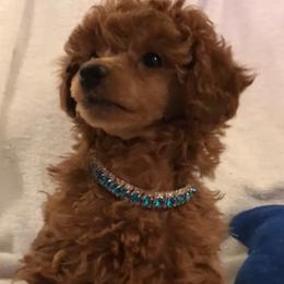 Poodle Puppies from Always Best Kennels, Inc