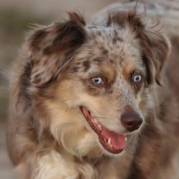 Kimber - Miniature Australian Shepherd