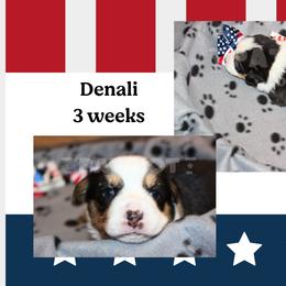 Denali - Black and white female American Corgi puppy in Sedro Woolley, Washington from Patriot Corgis