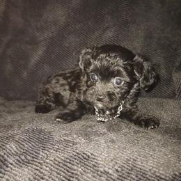 Milli - Black female Maltipoo puppy in Palmdale, California from J Designer Puppies