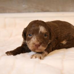 Aussiedoodle Puppies from Aspen River Doodles