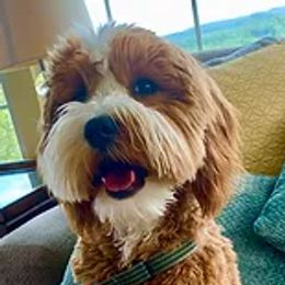 Callie - Goldendoodle