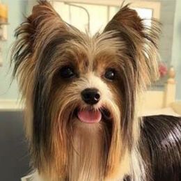 Maltipoos and Yorkshire Terriers from California Dreamin Puppies