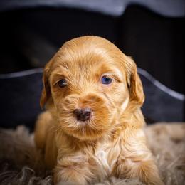 Ginny - Red female Bernedoodle puppy in Tyner, Kentucky from Good Dog Doodles