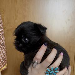 Brussels Griffon Puppies from Butler Brussels Griffon