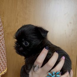 Brussels Griffon Puppies from Butler Brussels Griffon