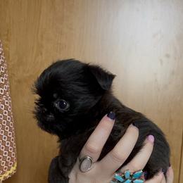Brussels Griffon Puppies from Butler Brussels Griffon
