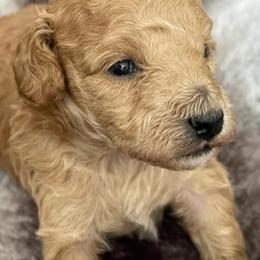 Poodle Puppies from Kalinka Poodles