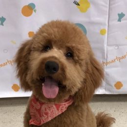 Goldendoodles from North Carolina Doodles LLC