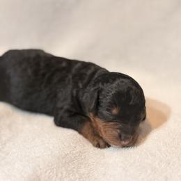 Boy 3 - Phantom male Bernedoodle puppy in Anchorage, Alaska from Cascade Country Doodles