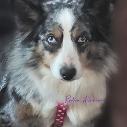 Miniature American Shepherds, Miniature Australian Shepherds, and Toy Australian Shepherds from Rodeo Aussies