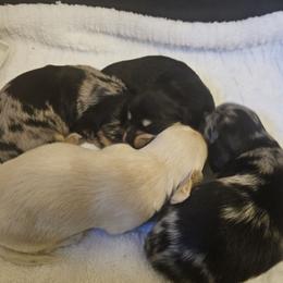 Timmy - Cream male Dachshund puppy in Ovett, Mississippi from Anytime Dachshunds by D.B.