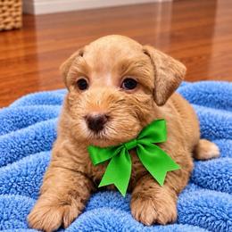 Green Collar Red Wheaten Male - Wheaten male Miniature Schnauzer puppy in Calhoun, Georgia from The BrickHouse Miniature Schnauzers