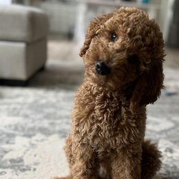 Girl 1 - Red  Goldendoodle puppy in Christiana, Tennessee from Rechlicz Family Doodles
