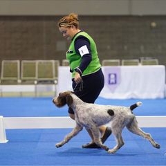 June - German Wirehaired Pointer
