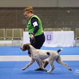 June - German Wirehaired Pointer