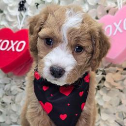 Red - Apricot male Goldendoodle puppy in Rockledge, Florida from Stormie's Doodles